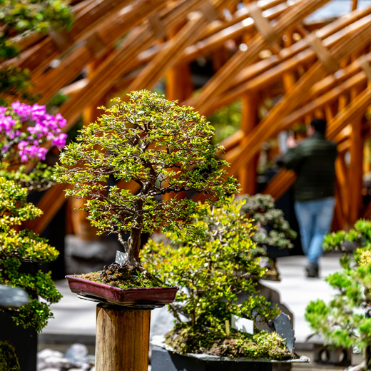 2017-bonsai.jpg