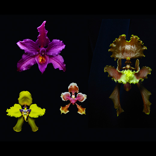 orquideas.jpg
