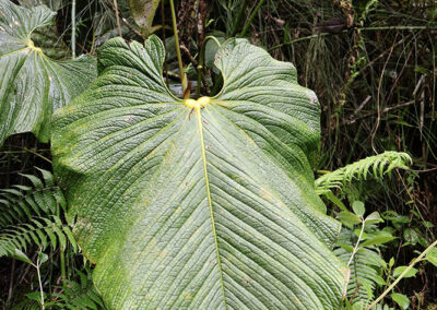 Anthurium umbraculum Sodiro
