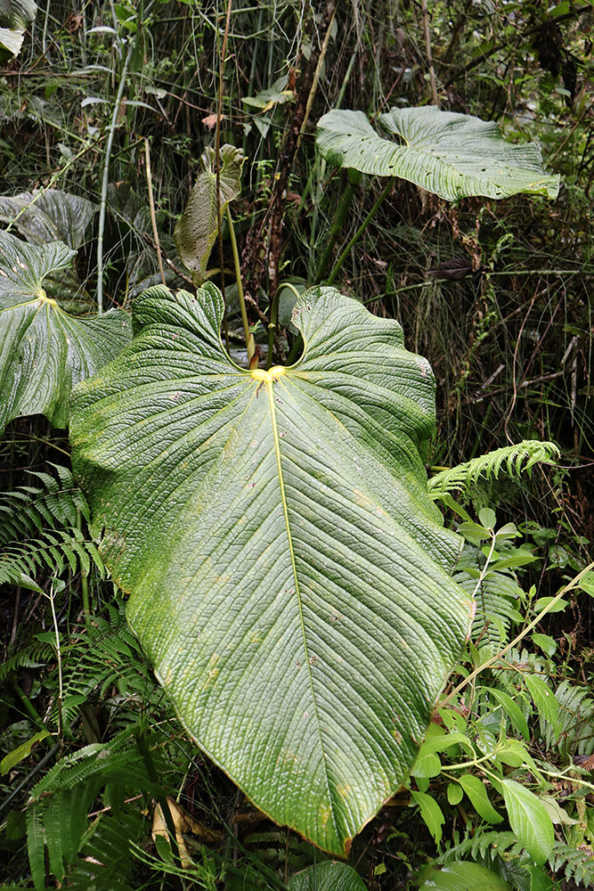 Anthurium umbraculum - Haz de la hoja