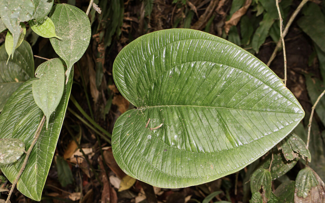 Anthurium ovatifolium Engl. - Haz de la hoja