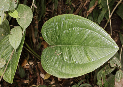 Anthurium ovatifolium Engl.