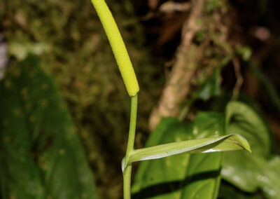 Anthurium roquesevillae R. Zambrano & Croat