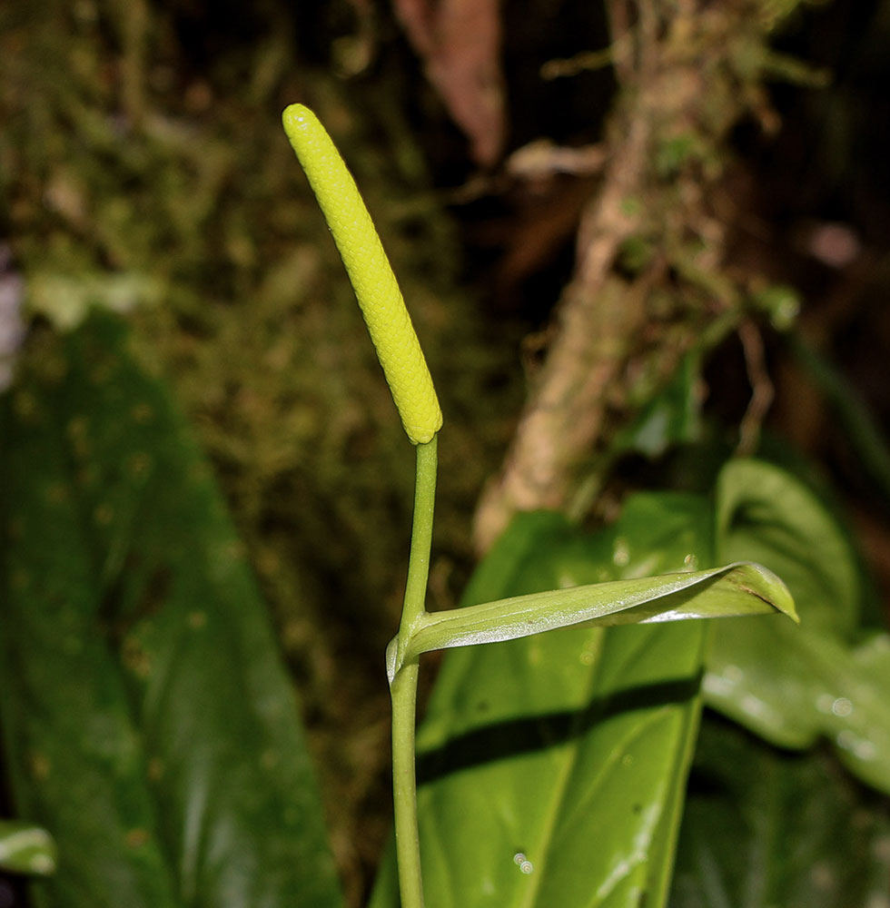 Anthurium roquesevillae - Infloresciencia