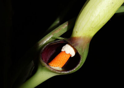 Xanthosoma quitensis R. Zambrano & Croat
