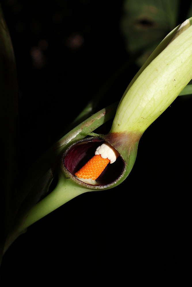 Xanthosoma quitensis - Cámara-floral