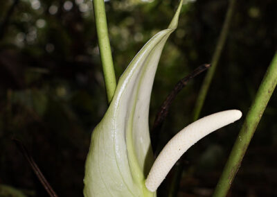 Anthurium esmeraldense Sodiro