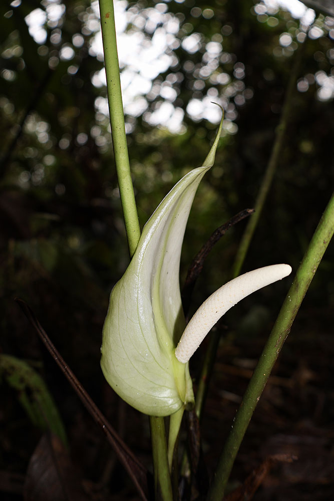 Anthurium esmeraldense - Inflorescencia