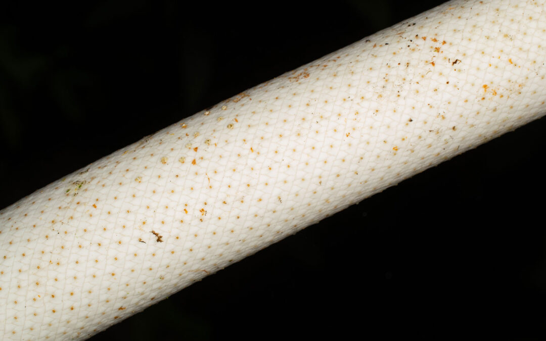 Anthurium phlebodes - Detalle de la inflorescencia