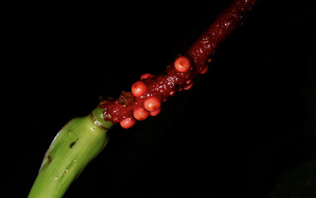 Anthurium mindense - Infrutescencia con bayas