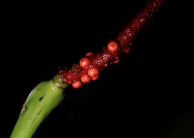 Anthurium mindense Sodiro