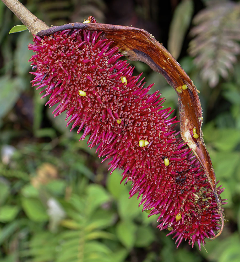 Anthurium patriciaroseroae - Infrutescencia con semillas