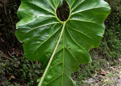Anthurium giganteum Engl.