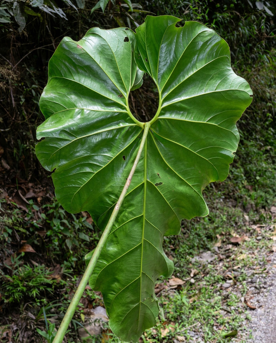 Anthurium giganteum